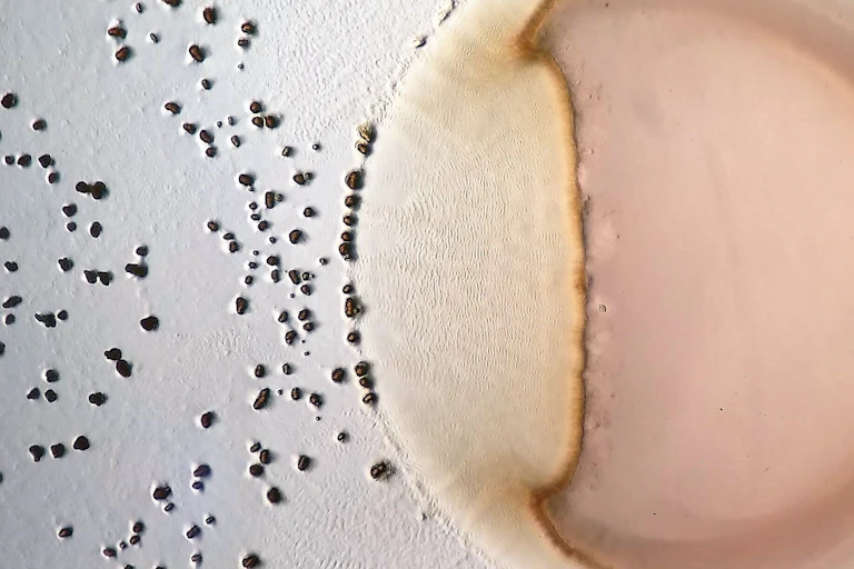 La bactérie prédatrice Myxococcus xanthus (gauche) décimant sa proie (droite). Les points noirs sont des agrégats de prédateurs.