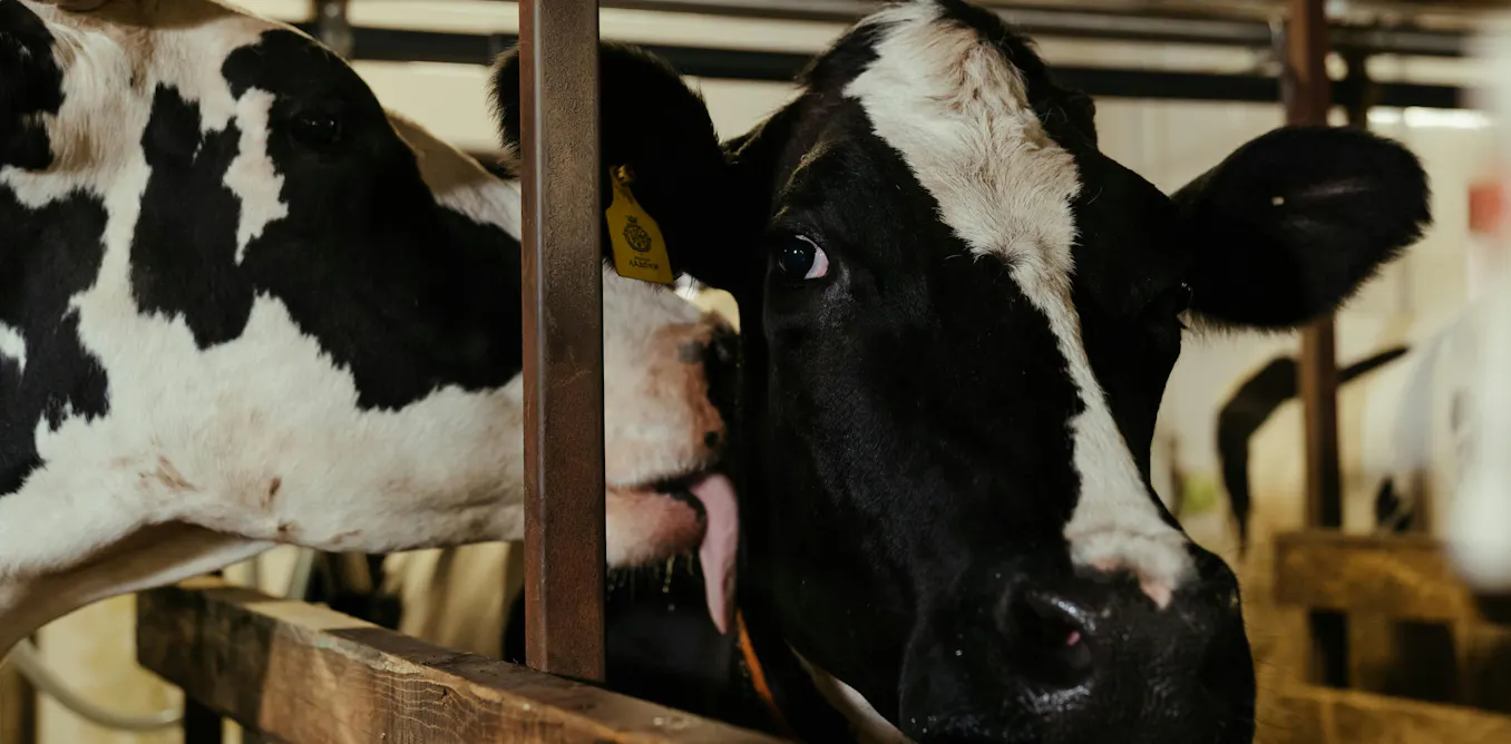 comment changer notre rapport aux animaux d’élevage ? comment changer notre rapport aux animaux d’élevage ?