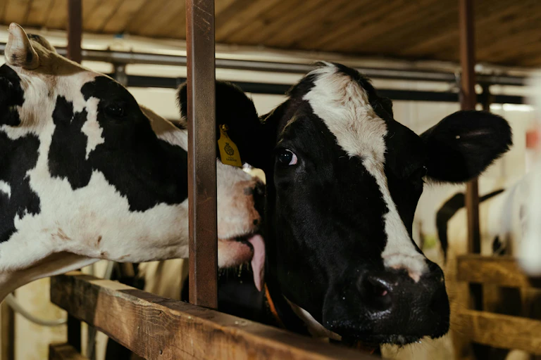 Deux vaches dans une étable.