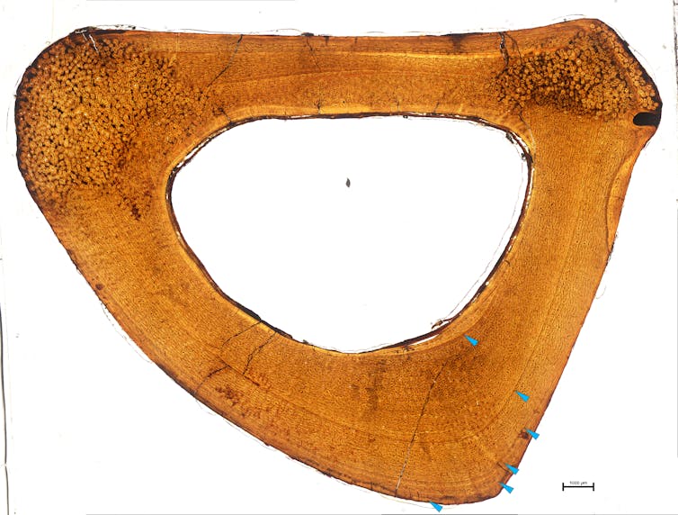 “Rebanada” transversal de hueso fosilizado de color amarillento con líneas de crecimiento como los anillos de un árbol