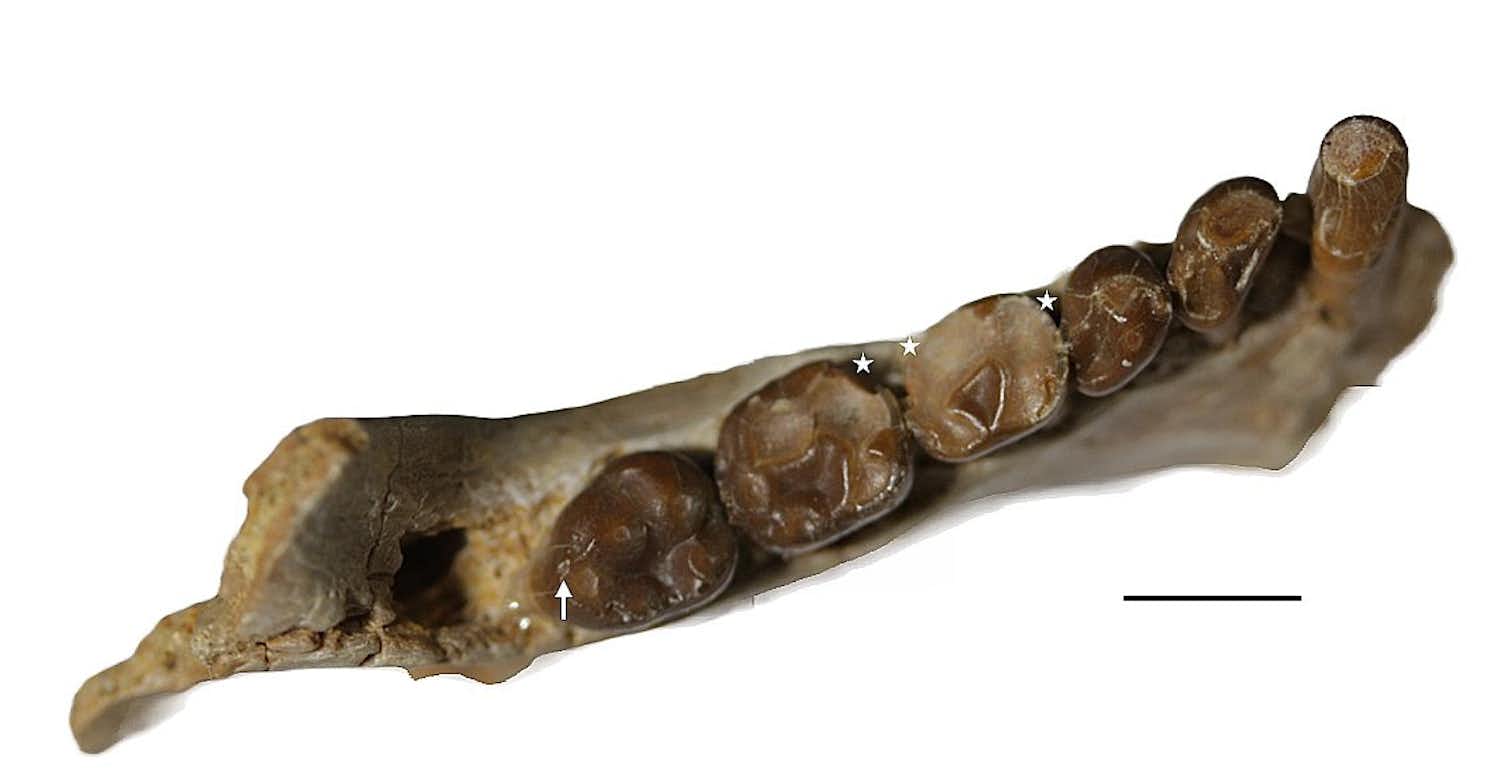 Our ancient primate ancestors had an appetite for soft fruits – and ...