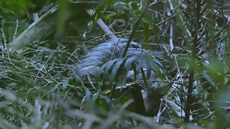 An Albert's Lyrebird displaying with a raised tail in the rainforest