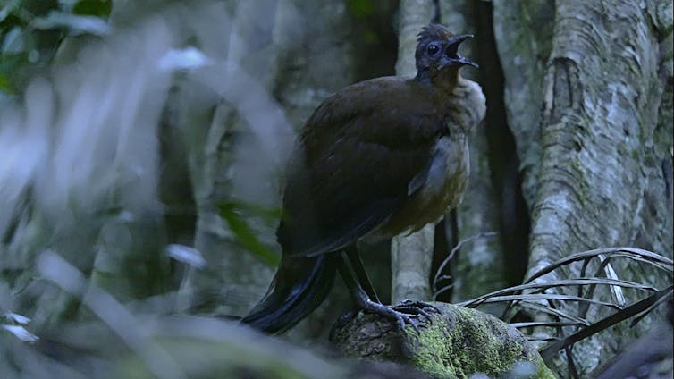 An Albert's Lyrebird singing in the forest