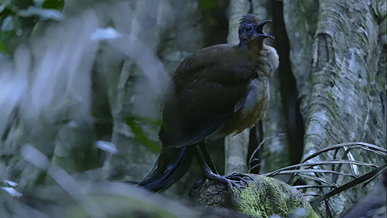 An Albert's Lyrebird singing in the forest