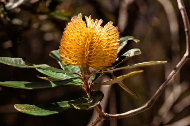 A yellow brush like flower on a branch with green leaves