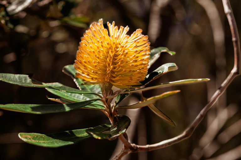 A yellow brush like flower on a branch with green leaves