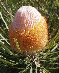 An orange-pink flower resembling a bottle brush