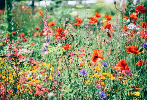 The first flowers evolved before bees – so how did they become so dazzling?