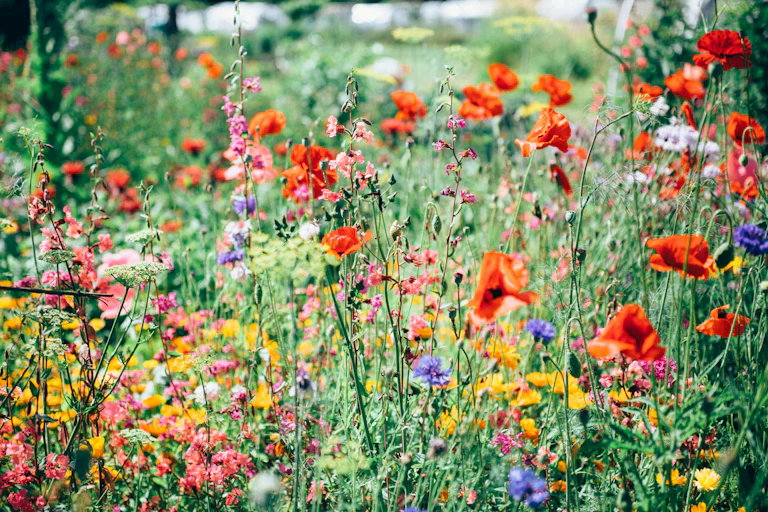 A meadow with various colourful wildflowers