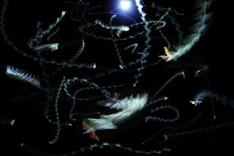 A multiple-exposure photograph of insects circling a light at night.