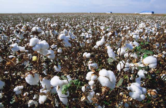 A field of cotton plants with fluffy white blooms