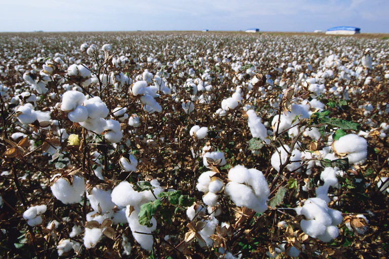 A field of cotton plants with fluffy white blooms