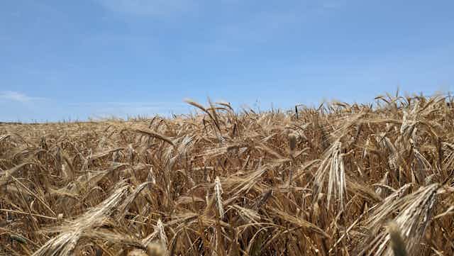 Golden wheat fields in Morocco.