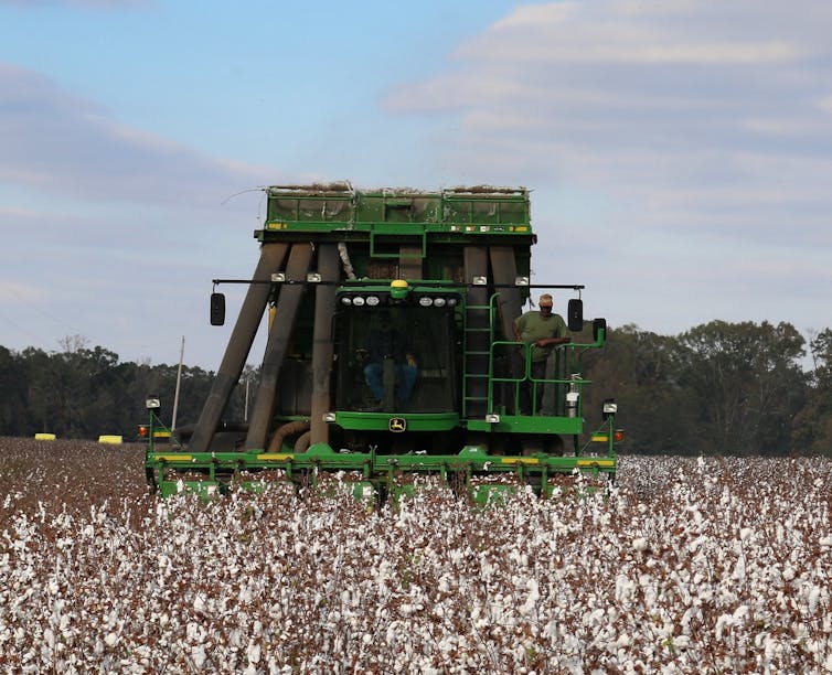 A large green machine drives through a cotton field with a man riding on an observation deck. The harvester is more than twice the man's height.