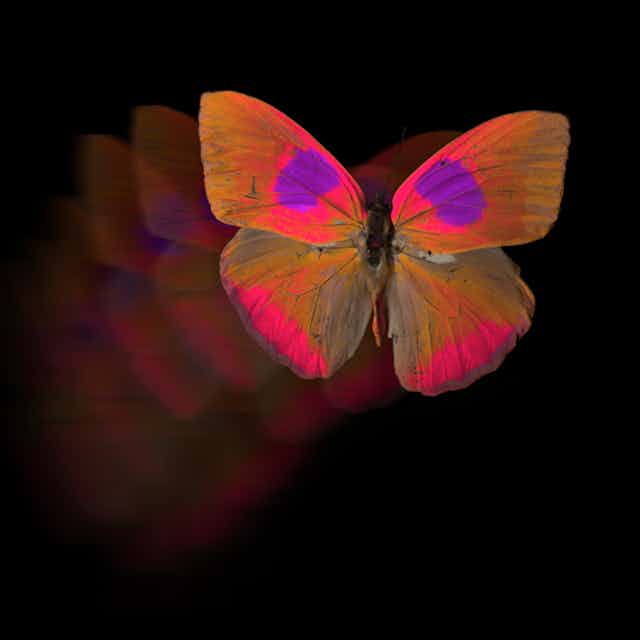 A butterfly in flourescent orange and purple hues.