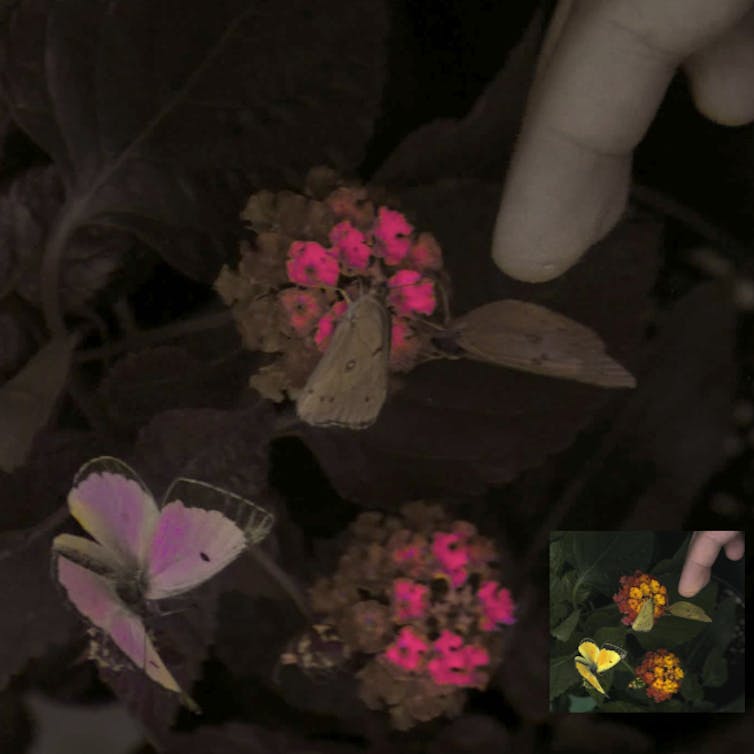 False color image of a hand spreading butterflies on a flower.
