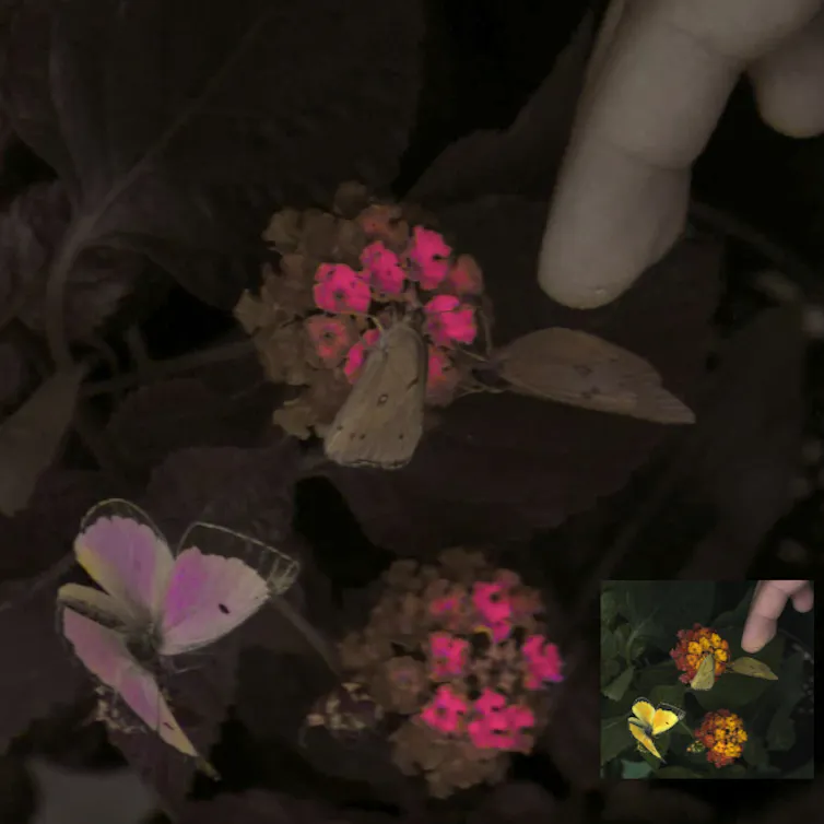 A false colour image of a hand prodding butterflies on a flower.