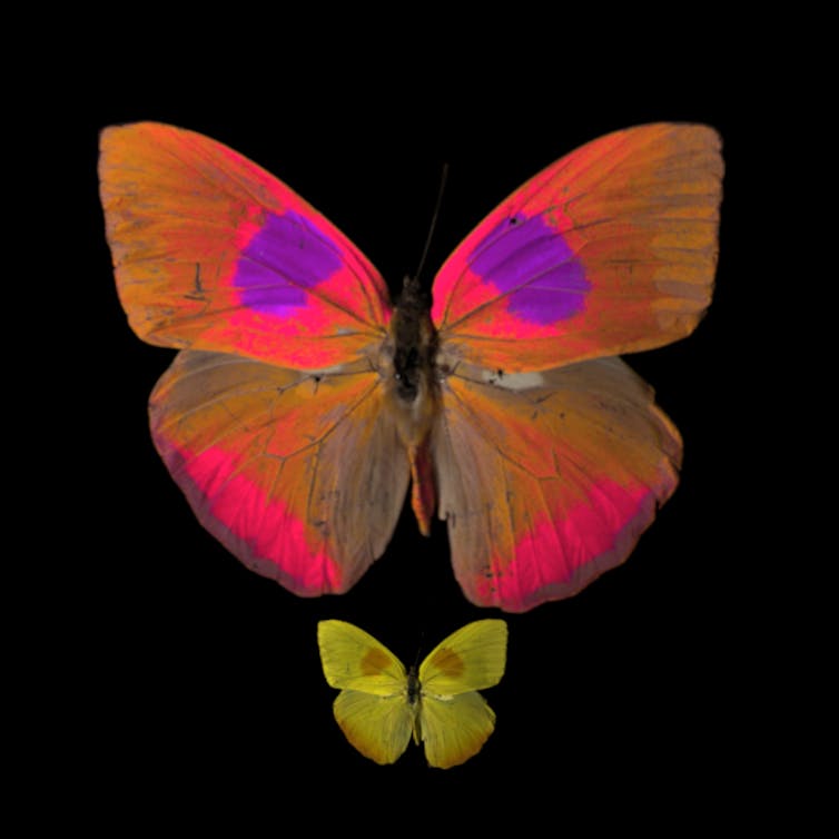 A large butterfly in fluorescent orange and purple hues contrasted with a smaller yellow version of the same image.