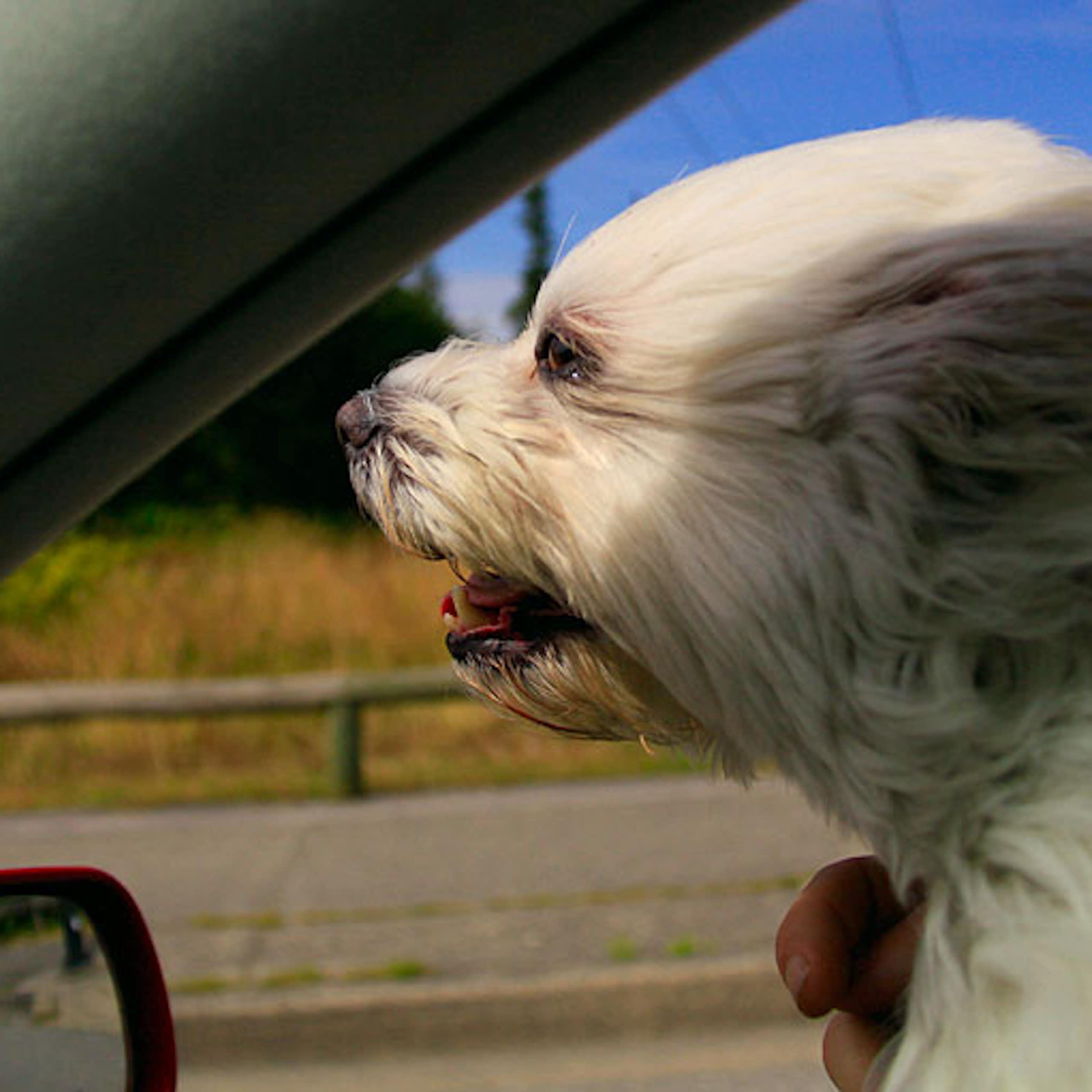 Apakah benar anjing tidak suka bepergian?