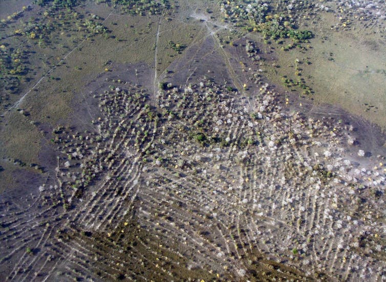 A view from a plane shows the outlines where fields were raised.