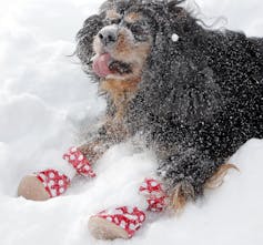 A fluffy dog sits in the snow wearing two cloth, polka dot paw covers.