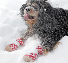 A fluffy dog sits in the snow wearing two cloth, polka dot paw covers.