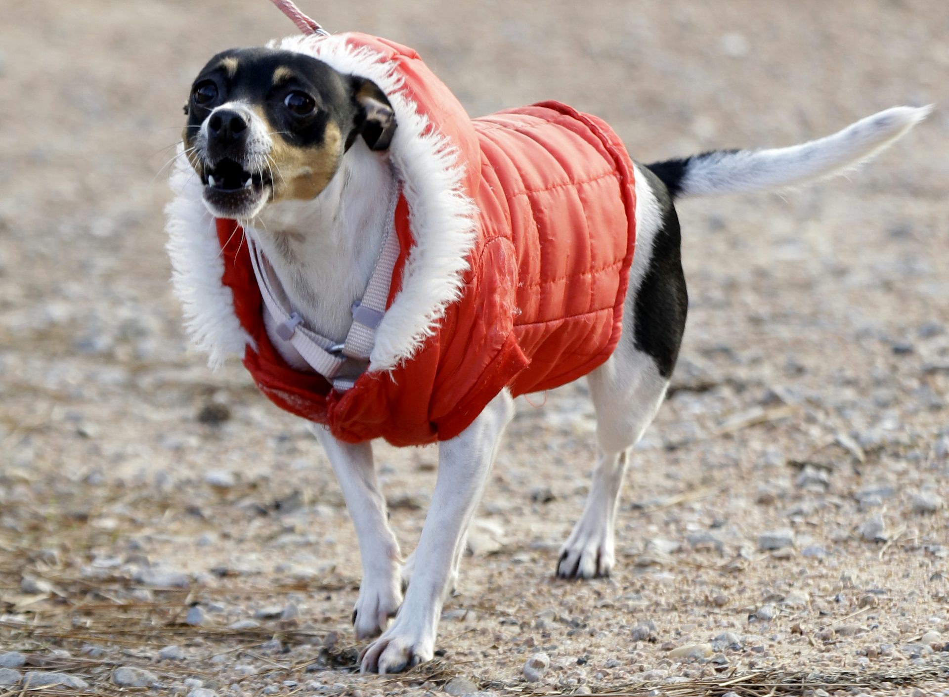 Dog care below freezing how to keep your pet warm and safe from