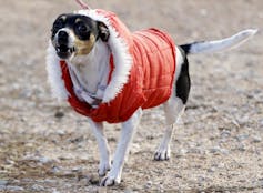 A small dog wearing a thick, fluffy red coat.