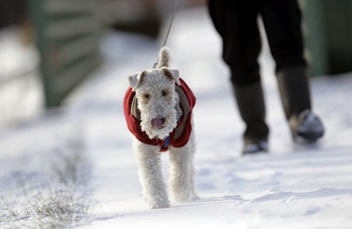 Dog care below freezing − how to keep your pet warm and safe from cold weather, road salt and more this winter