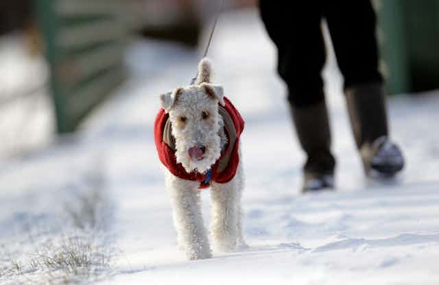 A fuzzy poodle-like dog wearing a red jacket walks through snow. 