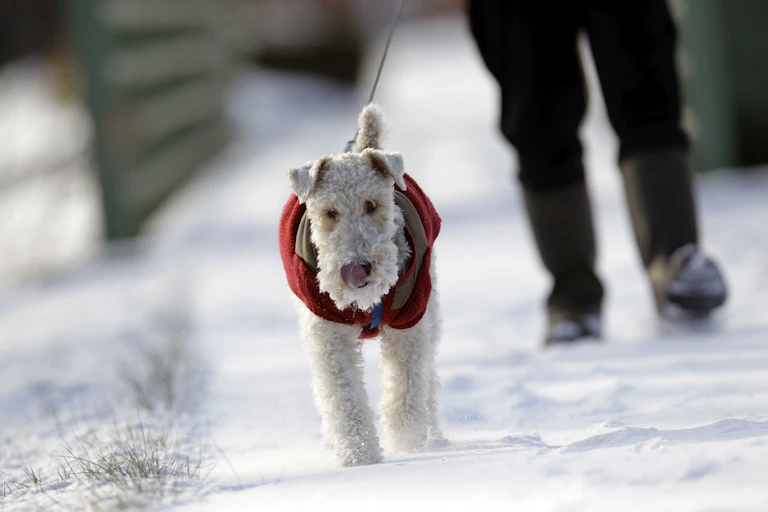 A fuzzy poodle-like dog wearing a red jacket walks through snow.