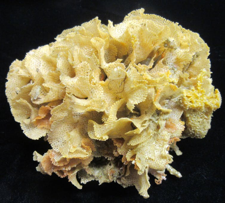 bryozoan colony that looks like flowery coral