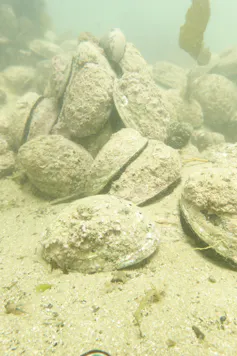 Paua on sea floor covered in sediment