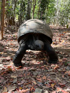 A giant tortoise walks through a woody forest where the floor is strewn with leaves