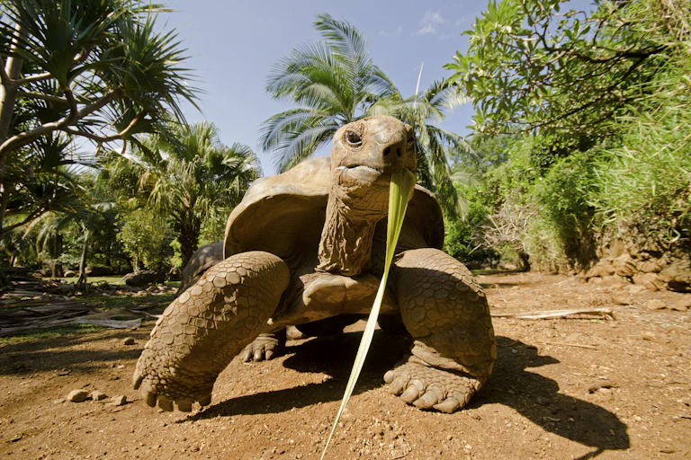 A tortoise eating a leaf stands on some dry sand in front of palm trees and bushes