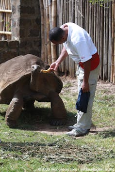 A man feeding a tortoise a vegetable. The giant tortoise comes up to the man's waist.