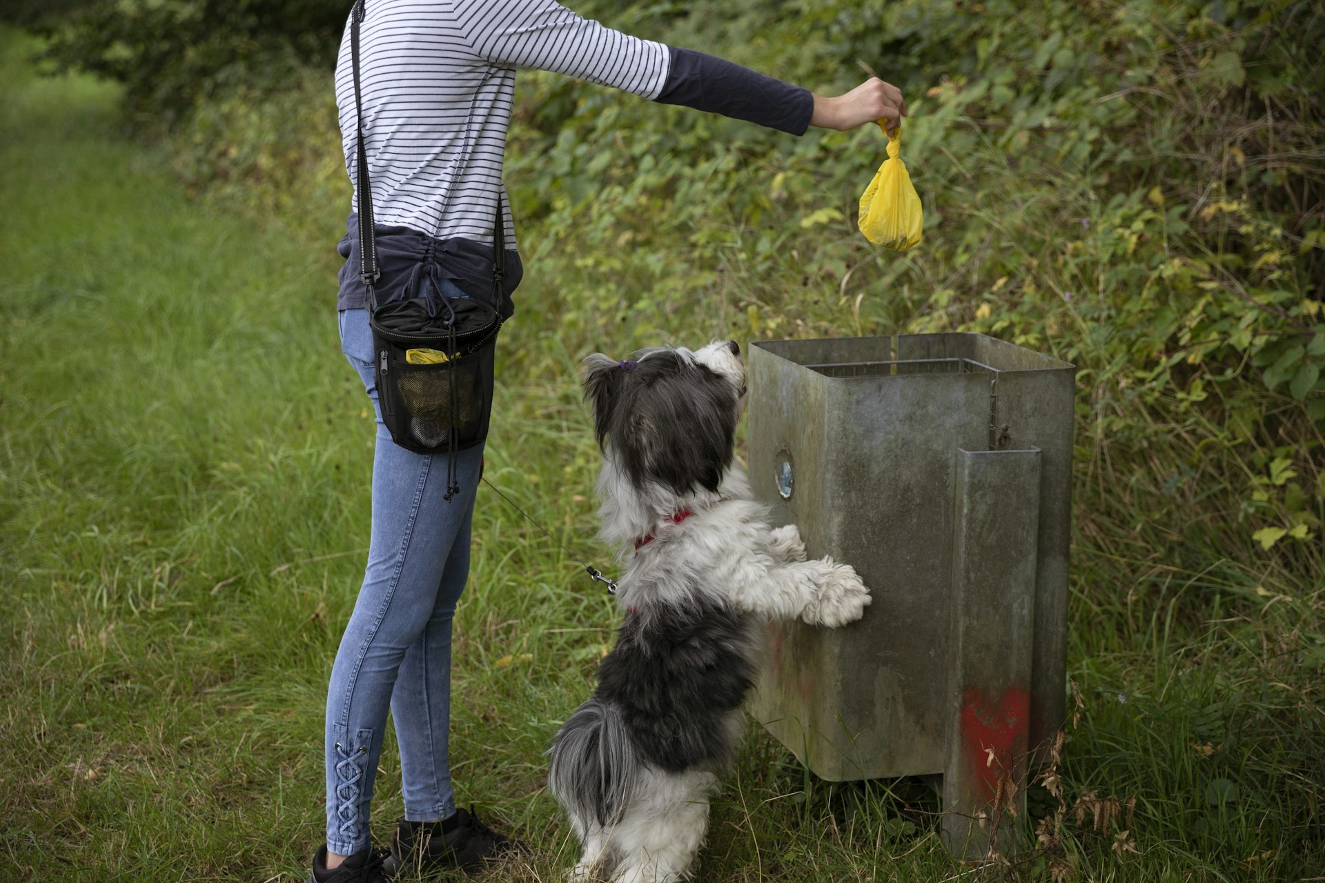 Sandbox for best sale dogs poop