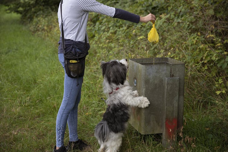 Person wirft eine Tüte Hundekot in den Mülleimer und beobachtet den Hund