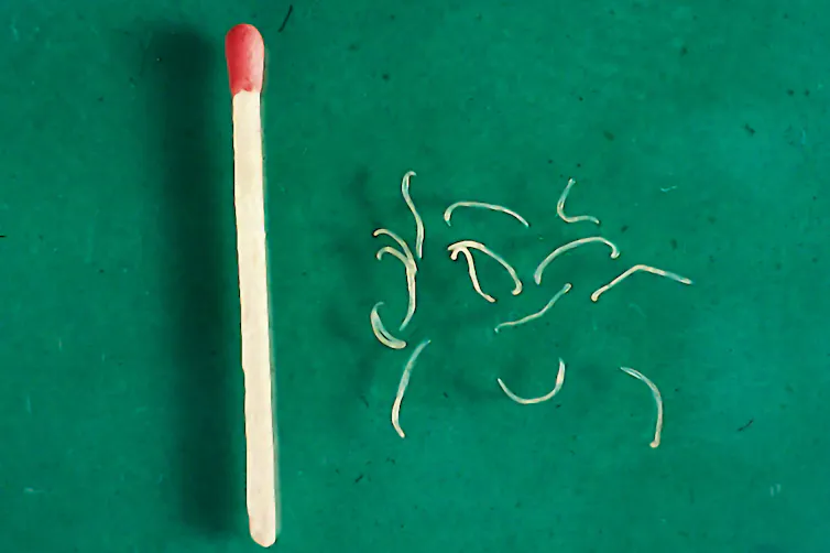 about a dozen little white worms next to a wooden match