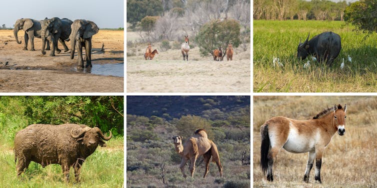 image of water buffalo, elephant, horses