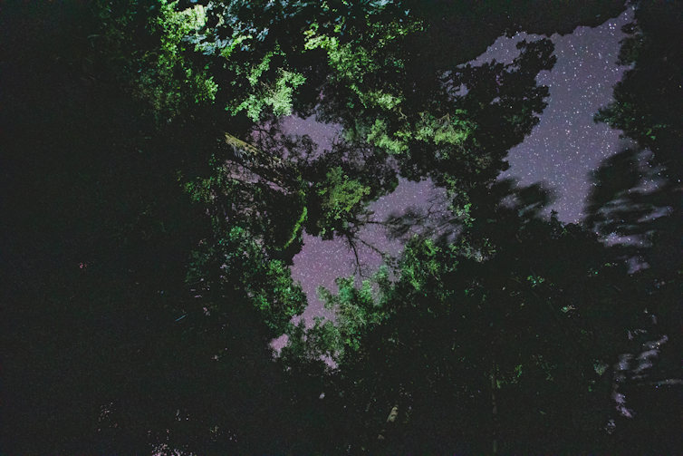 A view upward through treetops to a starry dark sky, with a bright light at the top of the screen from a light bulb near the ground.