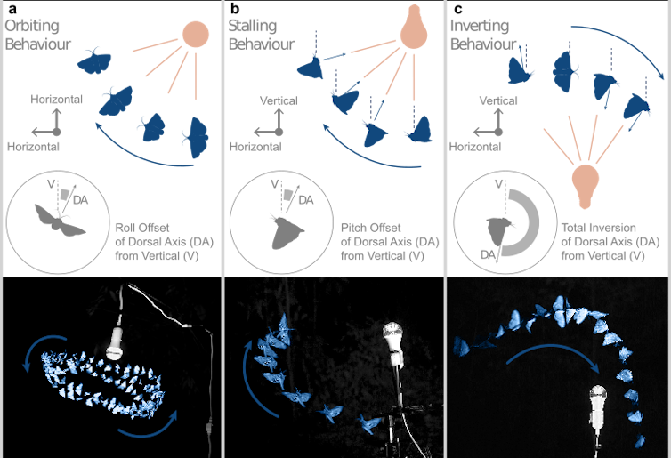 Los diagramas muestran a los insectos girando vertical u horizontalmente o invirtiéndose en presencia de luz artificial.