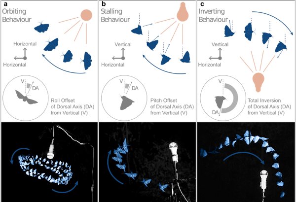 The diagrams show the insects rotating vertically or horizontally or inverting in the presence of artificial light.