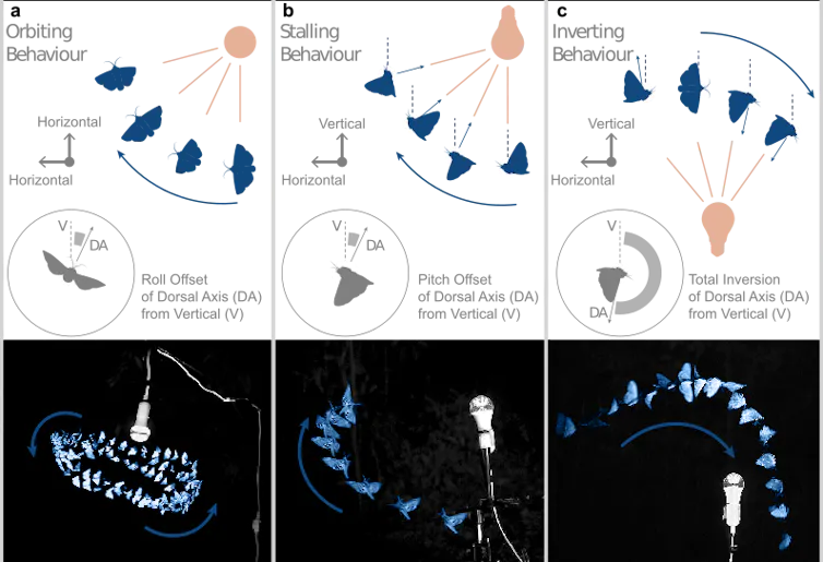 Diagrams show insects rolling vertically or horizontally or inverting in the presence of artificial light.