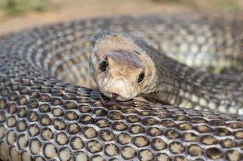 Stop killing brown snakes – they could be a farmer’s best friend