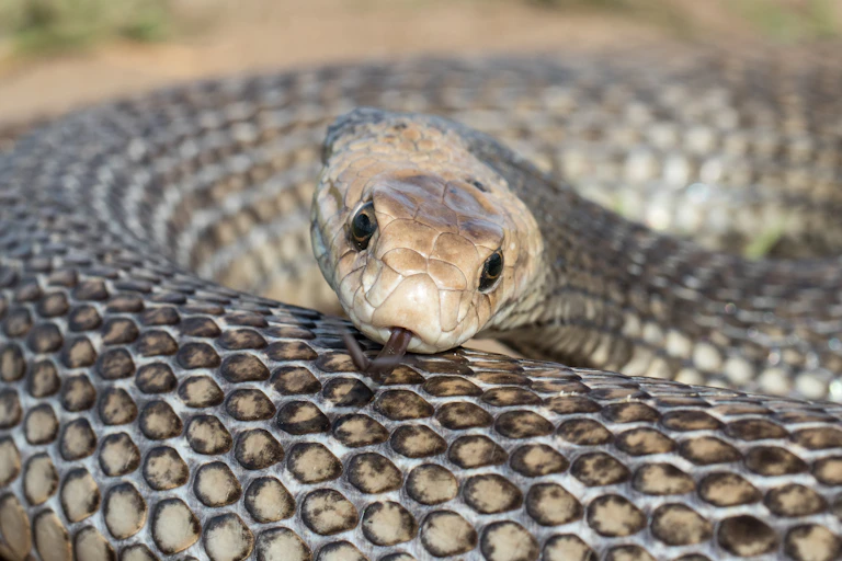 eastern brown snake