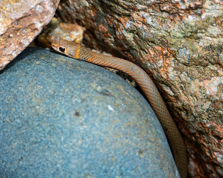 young snake lying between rocks