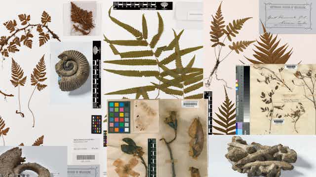 A collage of paleontological images collected from Australia. Items such as plant life, a shell, and wood.