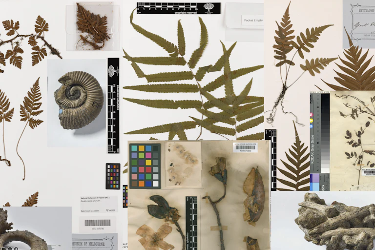 A collage of paleontological images collected from Australia. Items such as plant life, a shell, and wood.