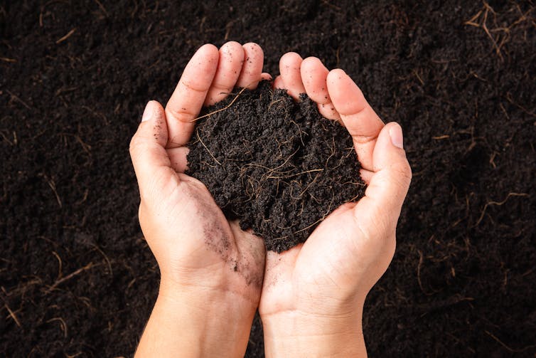 black soil in hands